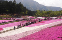 留日心得 花開遍野，群山為舞